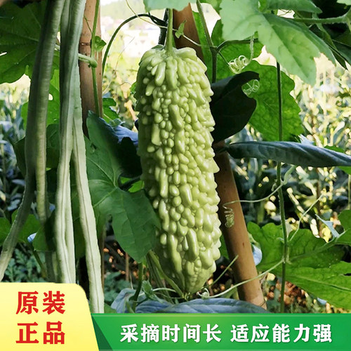 珍珠苦瓜疙瘩苦瓜好吃高产