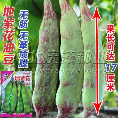 东北老品种紫花东北油豆角种籽春季蔬菜孑榆树大紫花豆角种子45天