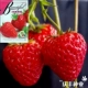 Клубника фруктовая около 50 шт/оригинал