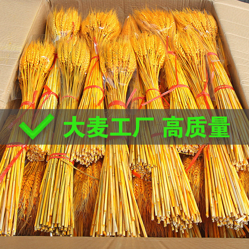 天然麦穗精品大麦干花开业花篮装饰客厅摆件花束道具黄金麦穗批发