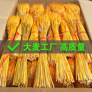 2025新麦天然麦穗精品大麦干花束开业花篮客厅装饰摆件道具barley