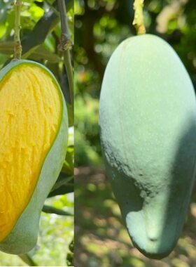 正宗广西百色田东 桂七芒果特香芒新鲜果园现摘水果现摘现发