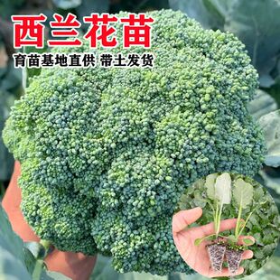 西兰花苗子青花菜苗西蓝花幼苗秧苗秋冬季蔬菜种子籽