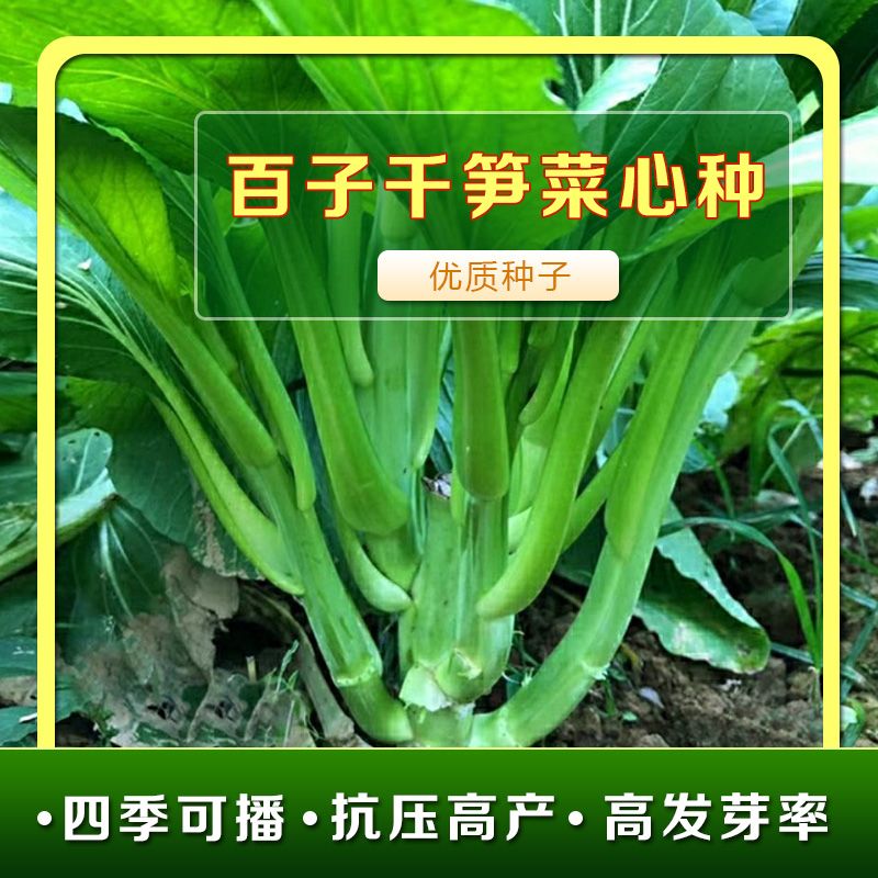 百子千笋连州菜心多心白菜苔种籽春秋四季早熟耐寒高产蔬菜种子