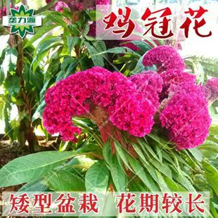 鸡冠花鸡冠花种子红鸡冠花茶鸡冠子花籽鸡冠花苗晒干鸡冠花