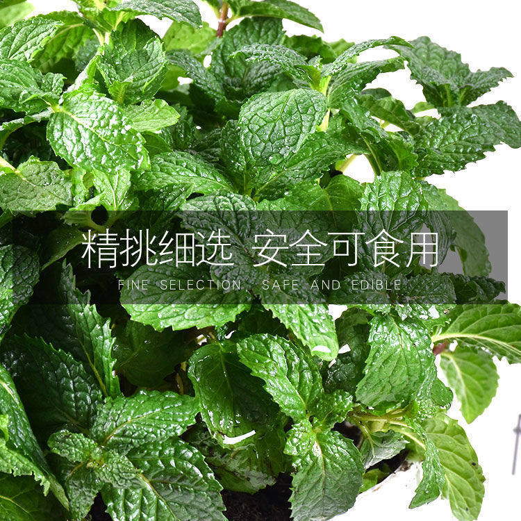 食用薄荷种子驱蚊草阳台庭院室内花盆易种植花卉香草植物花卉种子