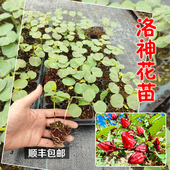 洛神花苗 播阳台庭院盆栽花卉 泡茶果玫瑰茄种子四季