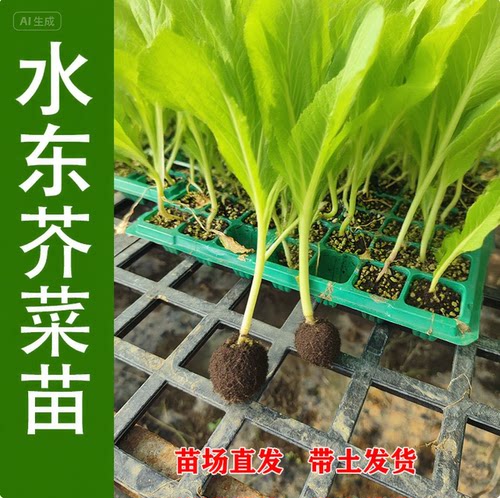 水东芥菜苗带土发货耐寒抗热味甘甜品质佳