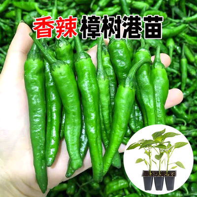 正宗樟树港辣椒苗 本地椒 广州地现摘现发 存活率高 根系发达