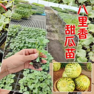 八里香甜瓜苗 大果甜香脆正宗香甜瓜苗阳台庭院大田春夏季栽培