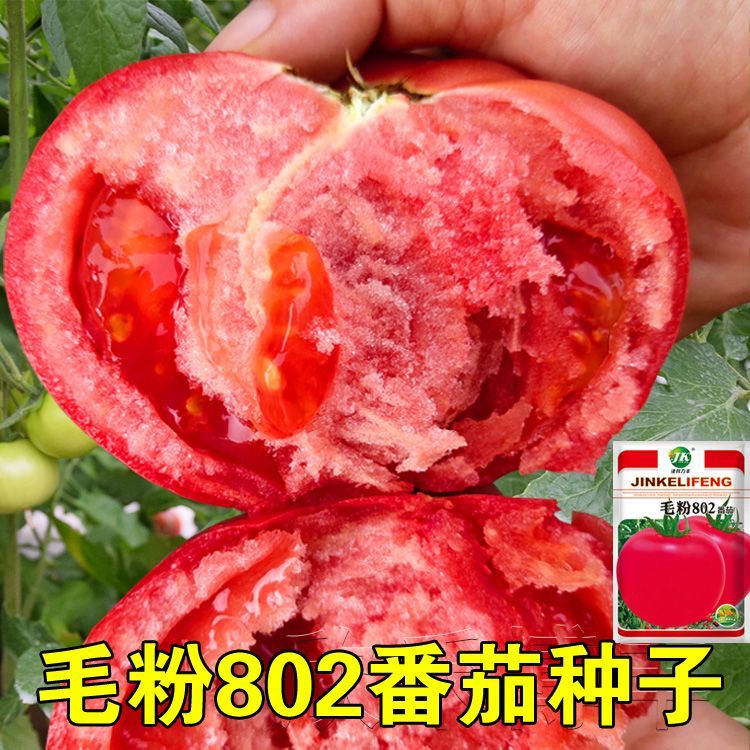 毛粉802番茄高产种子甜大果春季秋季农家蔬菜西红柿新疆包邮