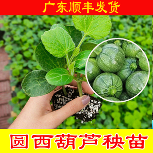 一串铃南瓜苗 西葫芦苗带土发货阳台盆栽蔬菜