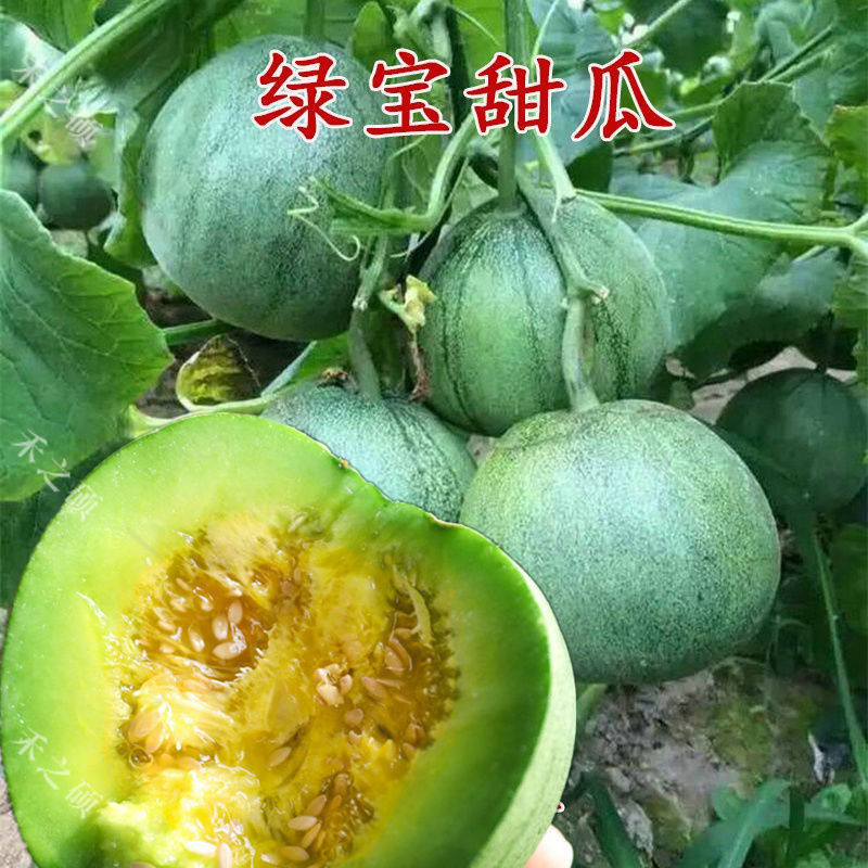 绿皮香瓜品种,绿皮香瓜_大山谷图库