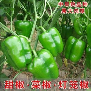 大甜椒种子大果青椒不辣辣椒籽春季秋季四季播种