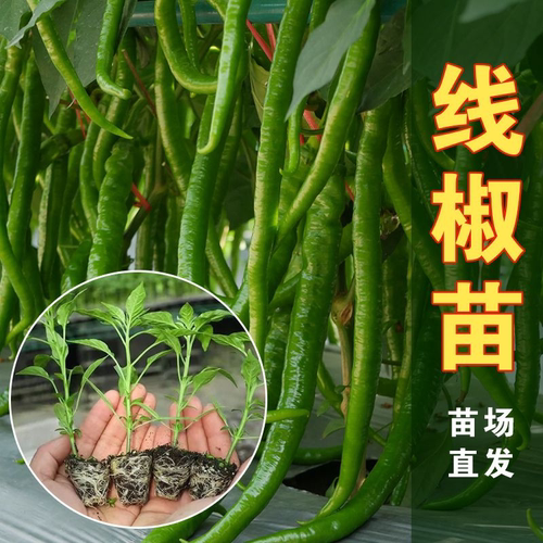 香辣线椒苗  辣椒苗农家春季四季种植辣椒苗广东