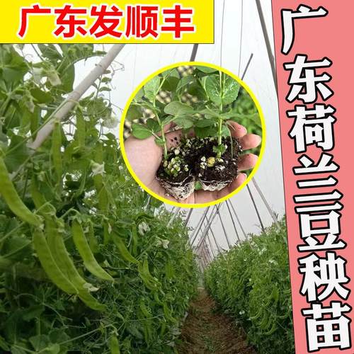 广东荷兰豆苗顺丰蔬菜