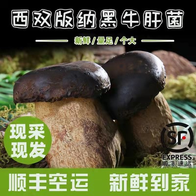 云南西双版纳特产黑牛肝菌