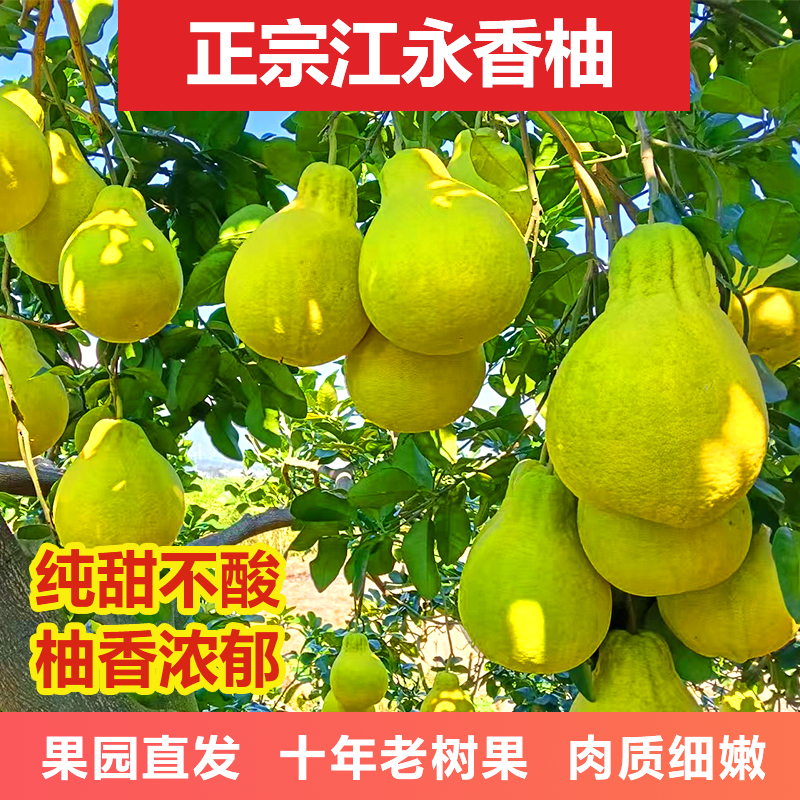 老树江永香柚 永州原产地直发 富硒爆汁 纯甜无酸 地理标志认证