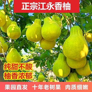 老树江永香柚 永州原产地直发 富硒爆汁 纯甜无酸 地理标志认证