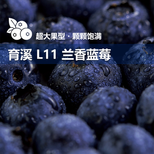 新鲜蓝莓云南蓝莓 云南 顺丰空运 蓝莓 兰香 育溪 L11