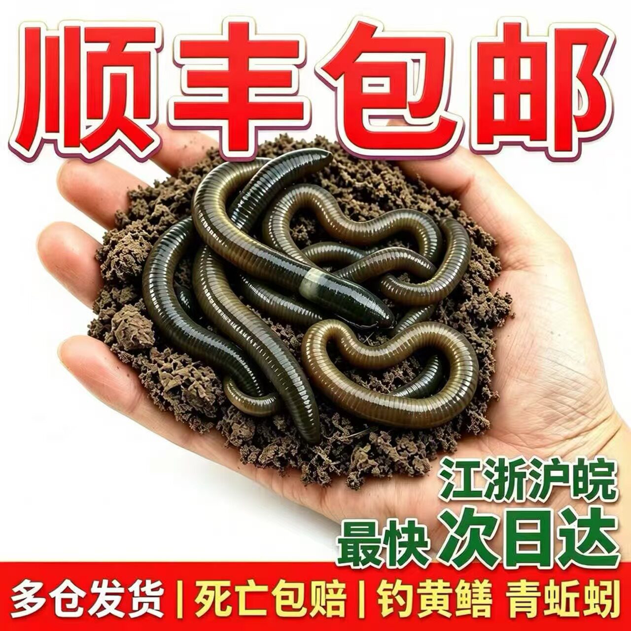钓黄鳝青蚯蚓活饵鲜活黑蚯蚓大蚯蚓活体垂钓综合鱼饵顺丰包邮