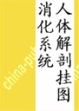 人体解剖挂图 消化系统 第二2版 郭光文 王序 人民卫生出版社9787117038034