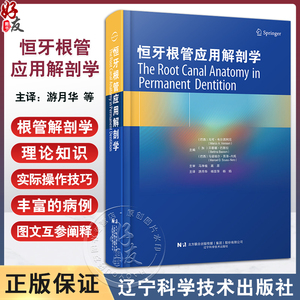 恒牙根管应用解剖学口腔科医生