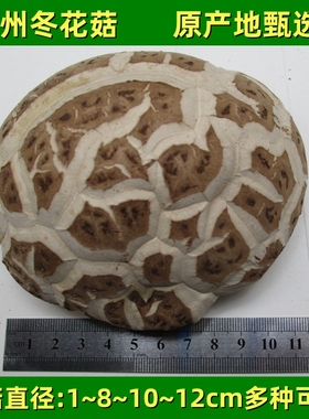 特产大花菇干货1-8-10cm商家用批香菇随州天白冬菇食用菌蘑菇新货