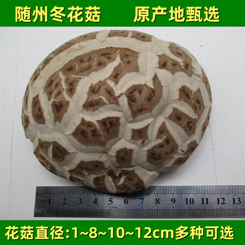 随州冬花菇原产地直发批发