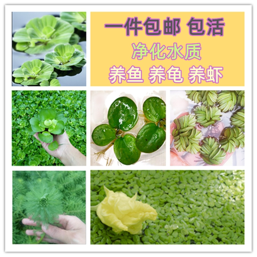 浮萍水芙蓉浮萍鱼池水葫芦