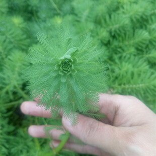 粉绿狐尾藻水草狐尾草包邮河道绿化水质净化鱼池鱼缸鱼塘基地直销