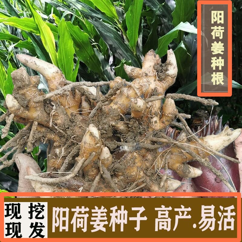 阳荷种 洋荷姜种根种苗种子 蘘荷 元藿 茗荷 阳藿 洋火姜种阳荷根