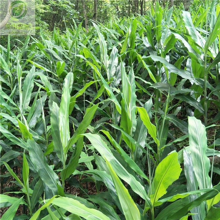 阳荷苗洋荷姜种苗现挖阳霍苗茗荷苗洋火姜苗阳台庭院种苗10棵包邮