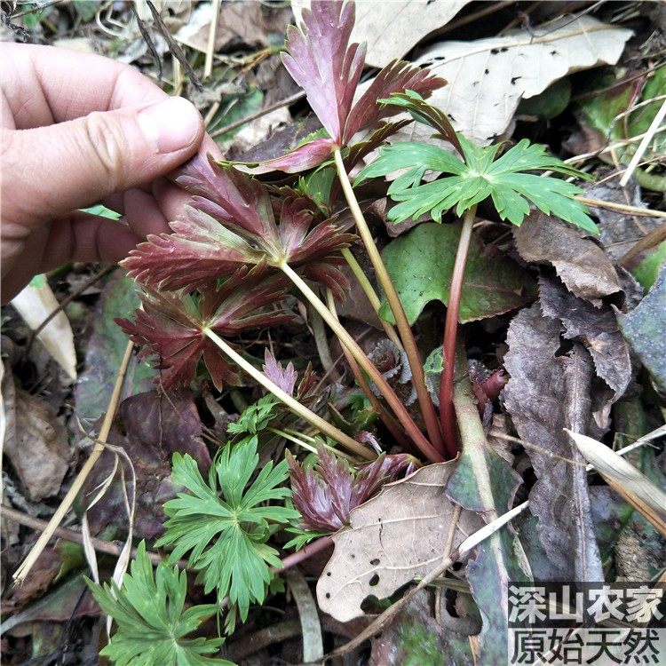 牛扁草 扁桃叶根 扁特  曲芍苗 乌头多年生草本植物 庭院盆栽