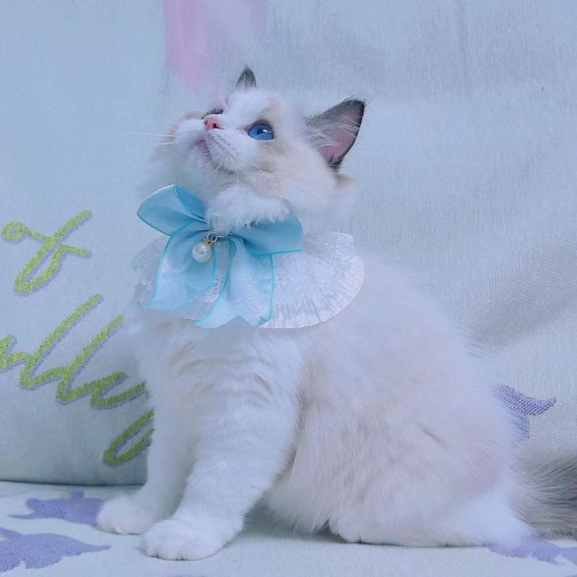 猫咪萝莉项圈围脖口水巾宠物狗狗围兜幼小布偶猫衣服装饰配饰饰品,宠物/宠物食品及用品,围巾/口水巾,淘宝优惠券,粉丝福利购,淘宝优惠卷