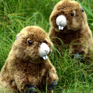 可爱土拨鼠毛绒公仔旱獭玩偶大板牙鼠鼠布娃娃儿童男女生生日礼物