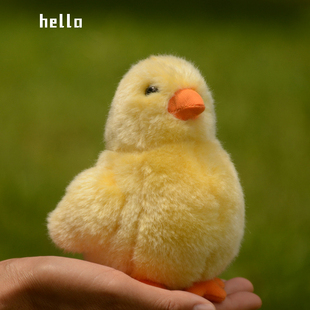 可爱小黄鸡白鸡毛绒公仔仿真小鸡黄色会叫小鸡仔儿童生日节日礼物