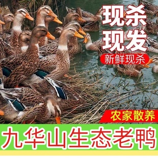 皖南农家散养土鸭麻鸭老鸭水鸭现杀现发顺丰包邮
