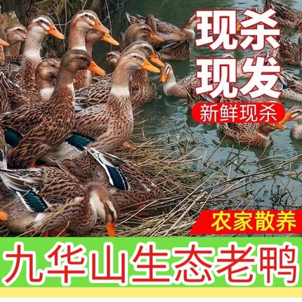 皖南农家散养土鸭麻鸭老鸭水鸭现杀现发顺丰包邮