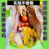 正宗土鸡走地鸡老母鸡现杀2年鸡九华山农家散养月子鸡柴鸡顺丰
