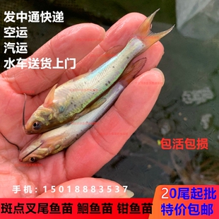叉尾鱼苗 淡水斑点叉尾鮰鱼苗钳鱼苗 沟鲶鱼苗回鱼苗活体养殖包邮
