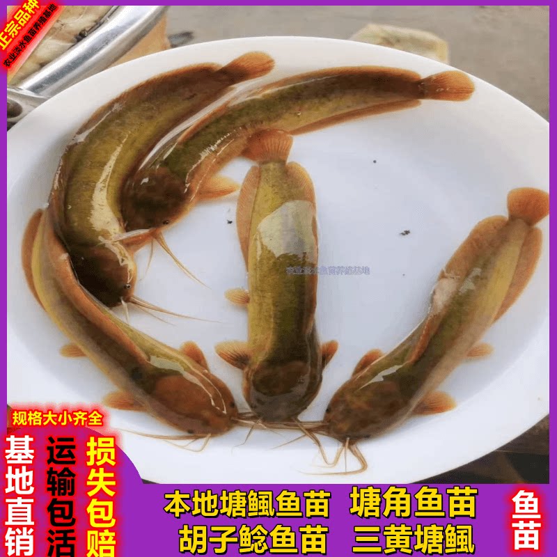 本地塘鲺鱼苗淡水塘角鱼胡子鲶鱼
