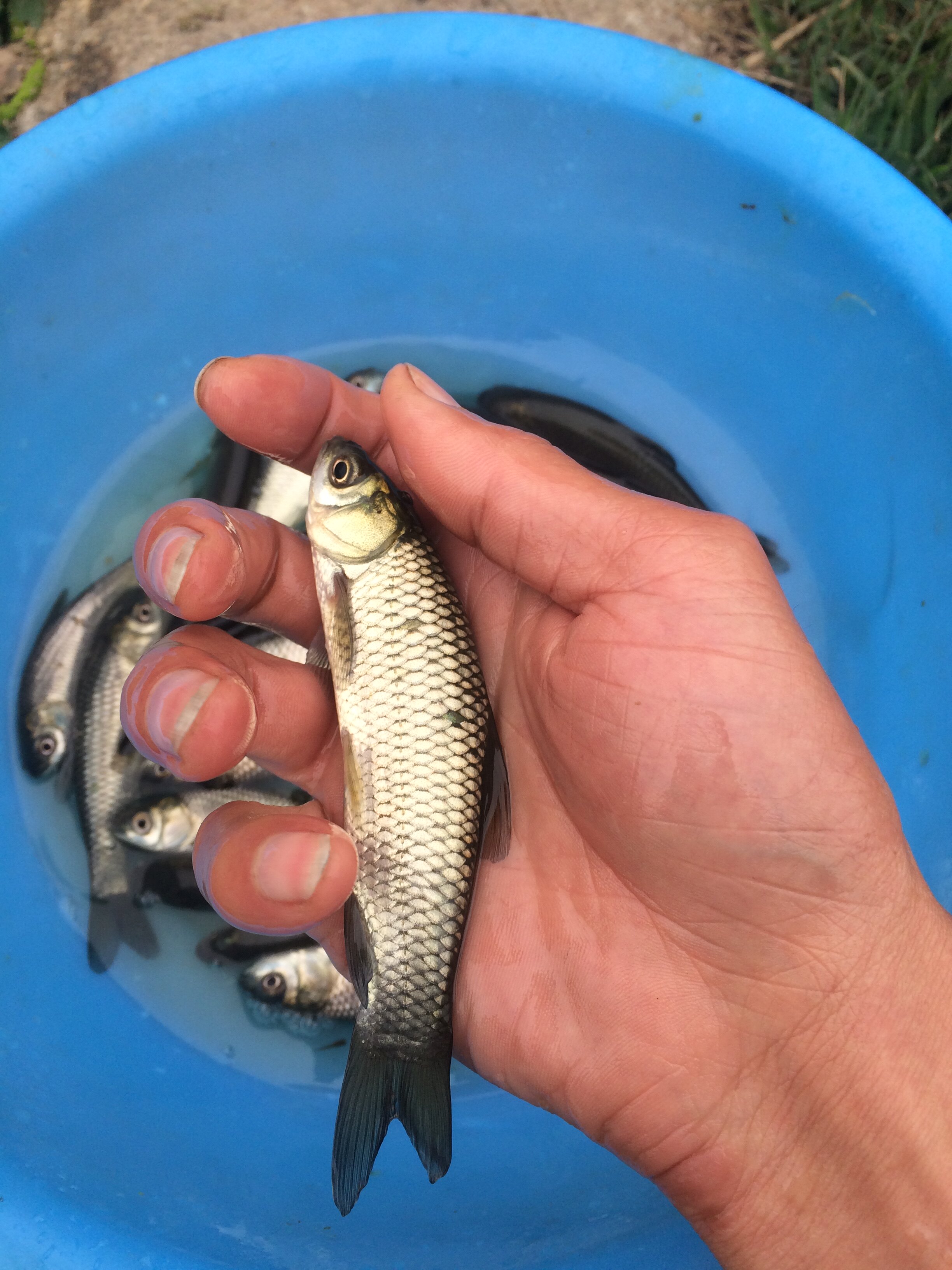 热卖草鱼苗 青竹鲩鱼 乌鲩鱼苗 青草鱼苗 黑鲩鱼苗活体淡水养殖