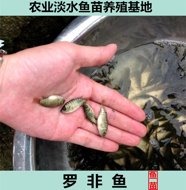 广东淡水活体非洲鲫鱼