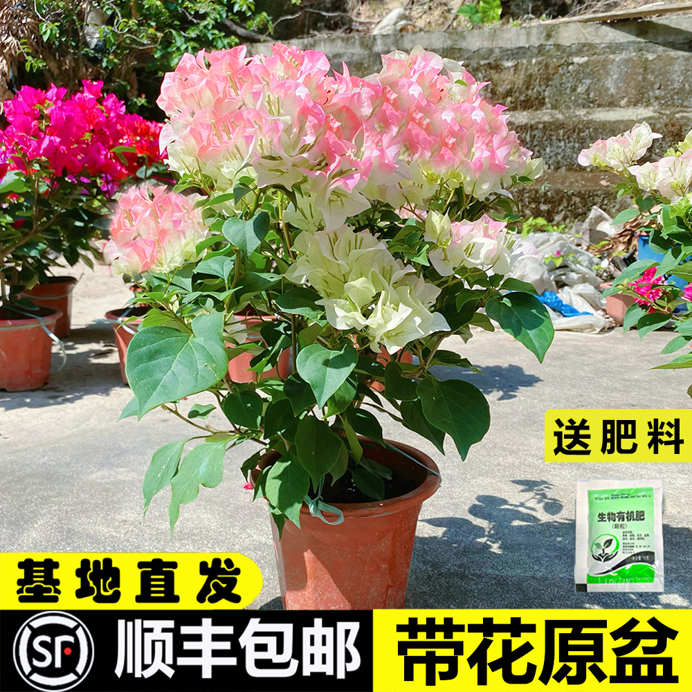 三角梅盆栽带花爬藤老桩四季开花