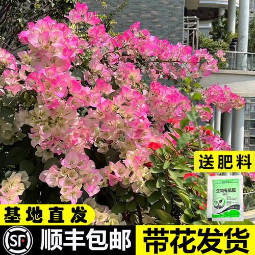 三角梅盆栽带花绿樱爬藤老桩重瓣四季易活马斯不甜西瓜阳台植物