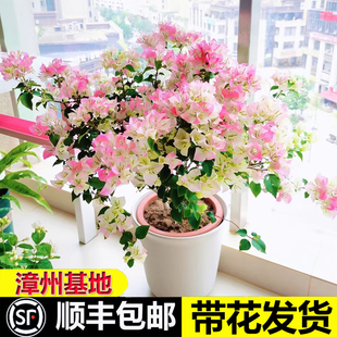 绿樱三角梅盆栽带花爬藤红缨老桩重瓣四季易活大苗卡亚塔飘枝庭院