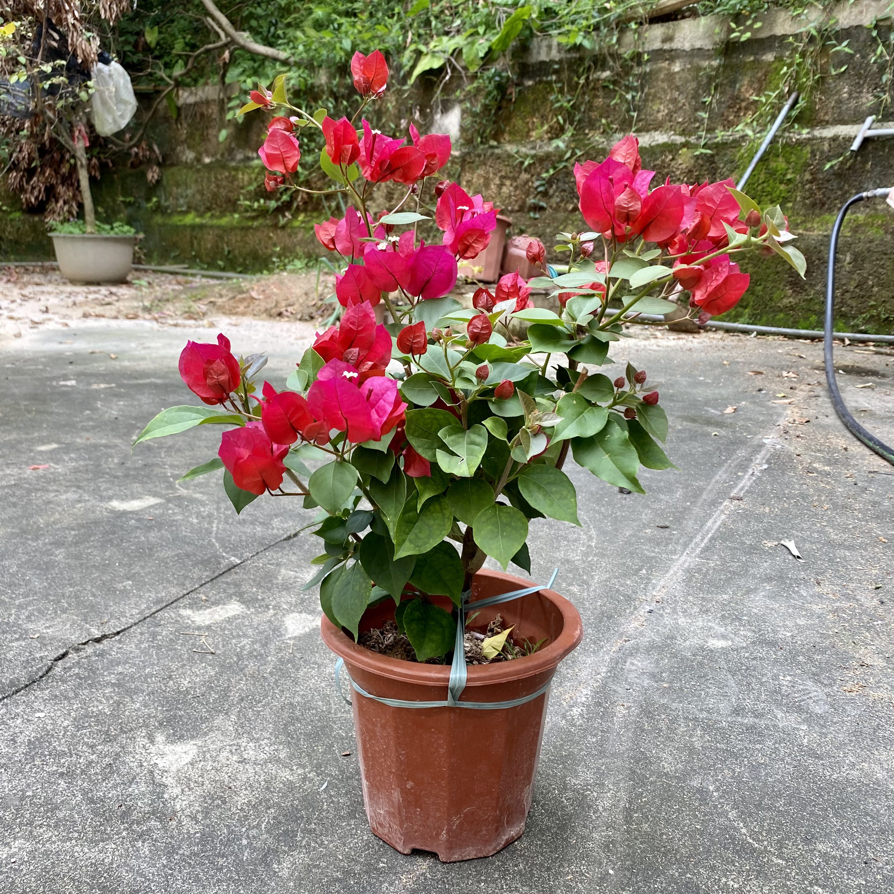 红色三角梅带花盆栽同安红潮州红玫红四季开花老桩爬藤庭院植物