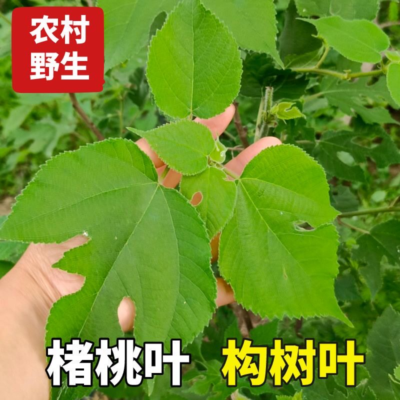 次日达 野生 现摘现发 新鲜1斤 构树叶  楮桃叶 毛桃子叶毛构叶