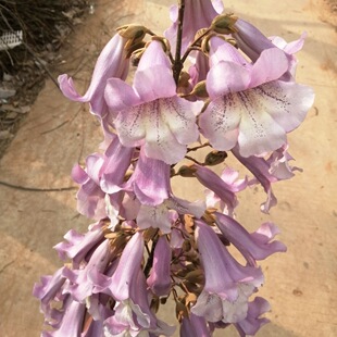 次日达 上门送货 现摘现发 野生 新鲜 1斤 泡桐花菜 桐树花菜野菜